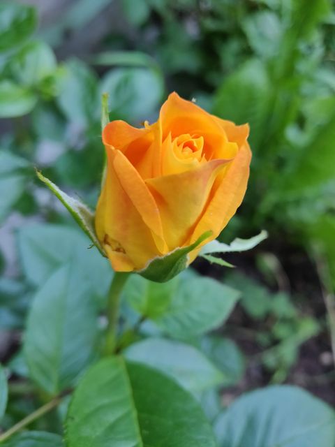 Oranssinkeltainen ruusu Tantop Royal Tea Time.