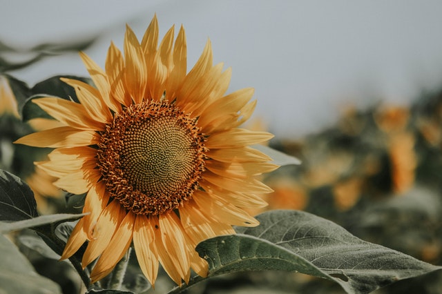 Haalean keltainen auringonkukka. Kuva Renda Eko Riyadi
