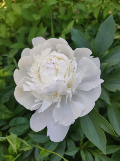 valkoinen pionin kukka