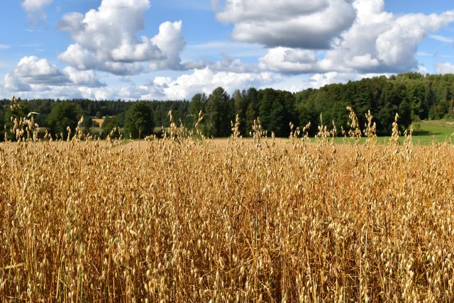peltomaisema viljankorsien tasalta kuvattuna