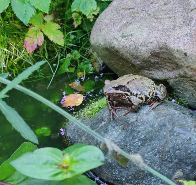 sammakko istuu kivellä pienen lammen rannalla